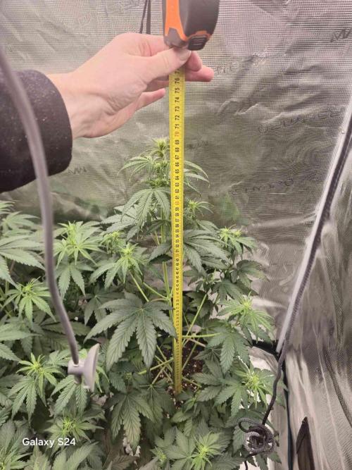 Mephisto : Bear Knuckles. Week 4 - day 31