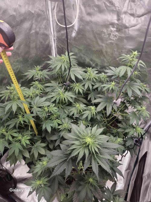 Mephisto : Bear Knuckles. Week 4 - day 31 