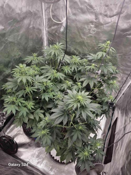 Mephisto : Bear Knuckles. Week 4 - day 31 