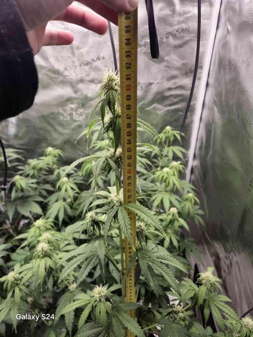 Mephisto : Bear Knuckles. Week 5 - week 5