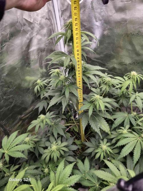 Mephisto : Bear Knuckles. Week 5 - week 5