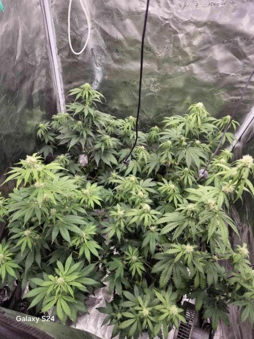 Mephisto : Bear Knuckles. Week 5 - week 5 