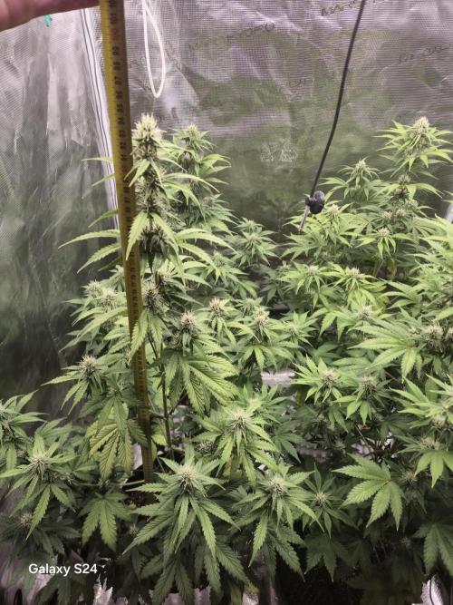 Mephisto : Bear Knuckles. Week 6