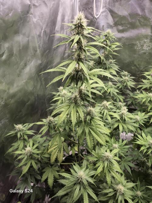 Mephisto : Bear Knuckles. Week 6