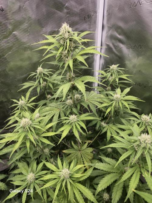 Mephisto : Bear Knuckles. Week 6