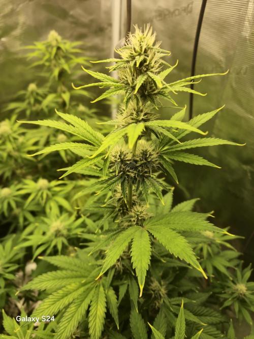 Mephisto : Bear Knuckles. Week 6