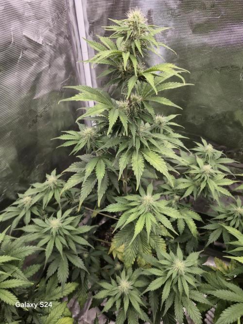 Mephisto : Bear Knuckles. Week 6