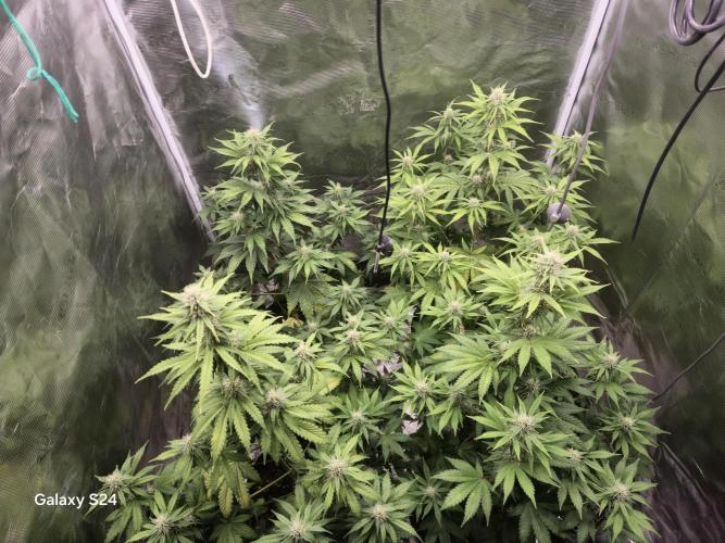 Mephisto : Bear Knuckles. Week 6