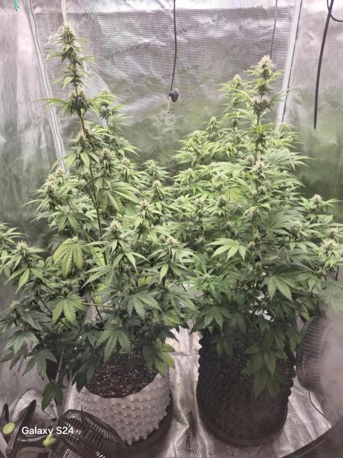Mephisto : Bear Knuckles. Week 6