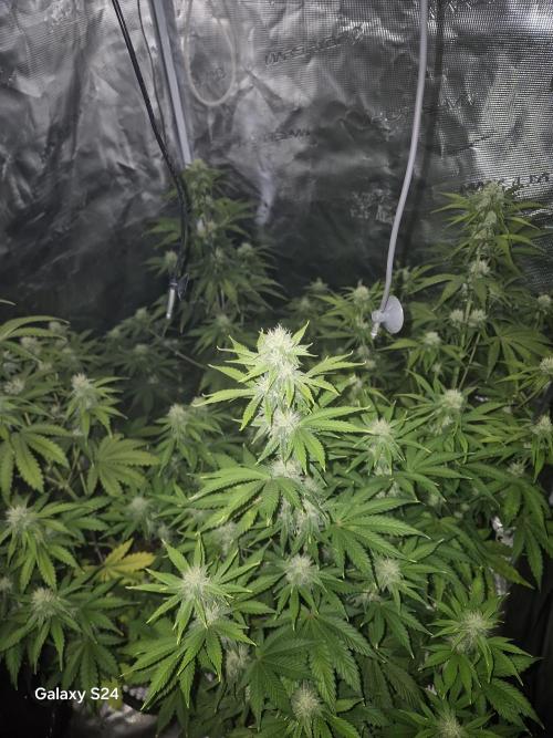 Mephisto : Bear Knuckles. Week 6
