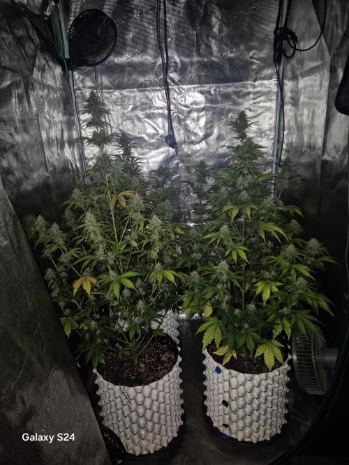 Mephisto : Bear Knuckles. Week 7