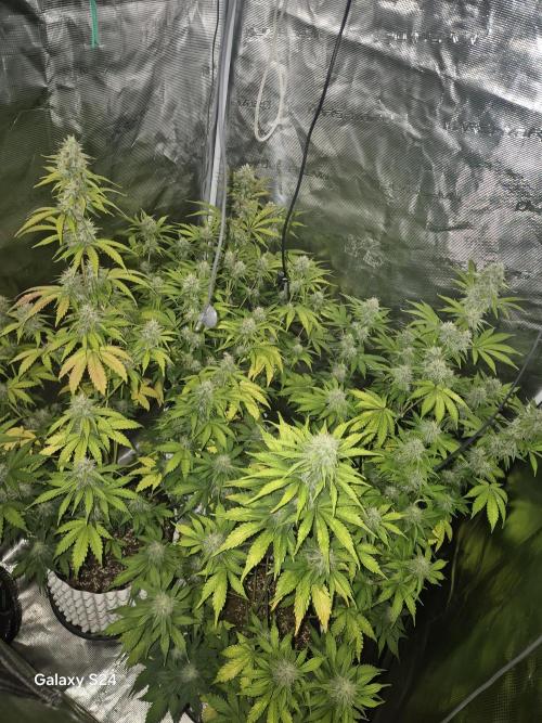 Mephisto : Bear Knuckles. Week 7
