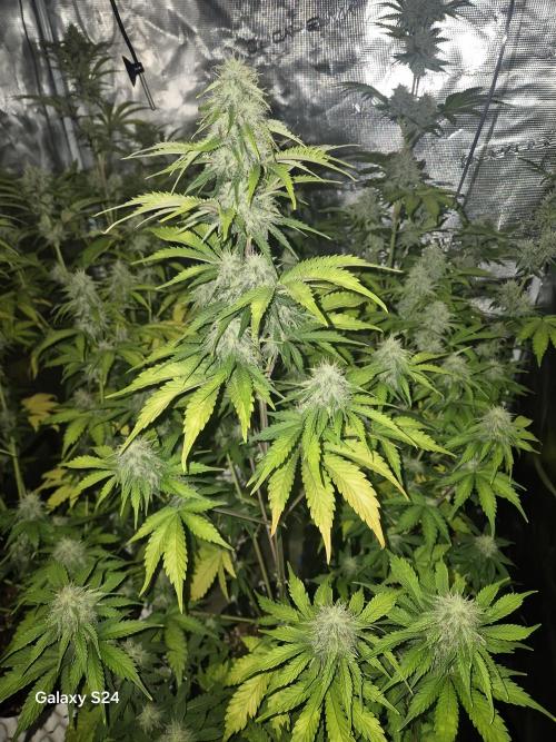 Mephisto : Bear Knuckles. Week 7