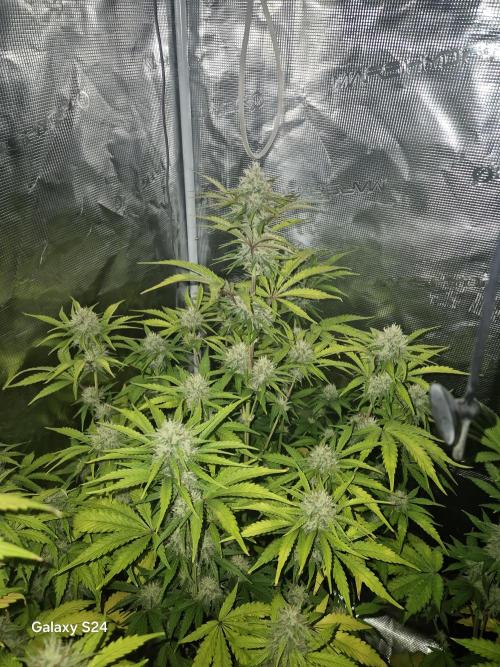 Mephisto : Bear Knuckles. Week 7