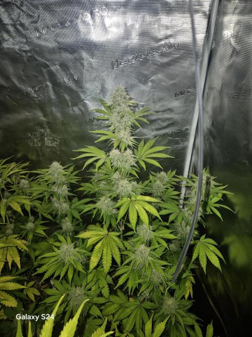 Mephisto : Bear Knuckles. Week 7