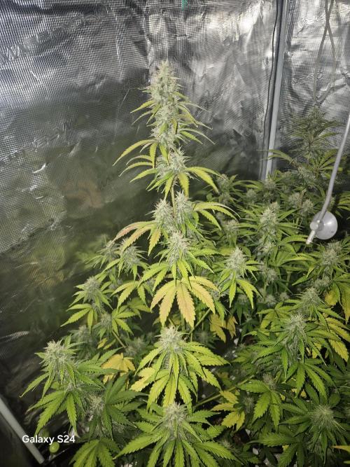 Mephisto : Bear Knuckles. Week 7
