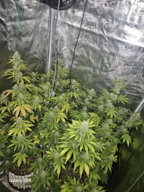 Mephisto : Bear Knuckles. Week 7