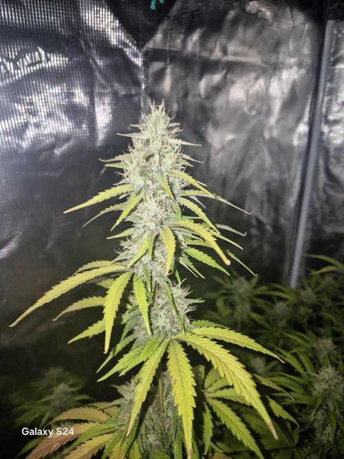 Mephisto : Bear Knuckles. Week 7