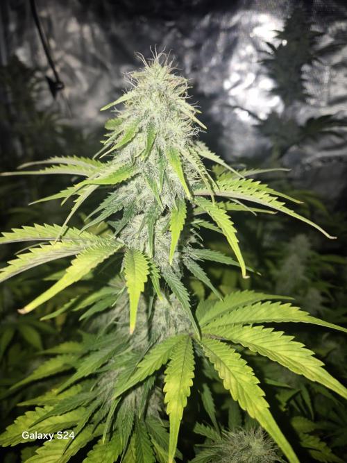 Mephisto : Bear Knuckles. Week 7
