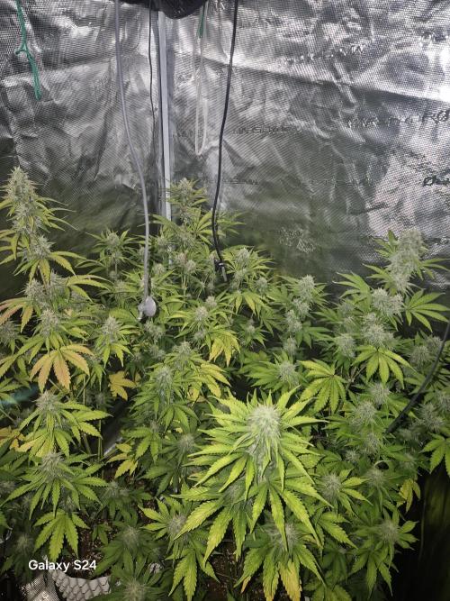 Mephisto : Bear Knuckles. Week 7