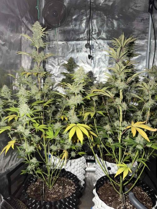 Mephisto : Bear Knuckles. Week 8