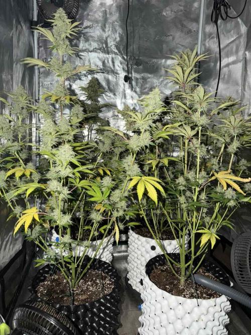 Mephisto : Bear Knuckles. Week 8