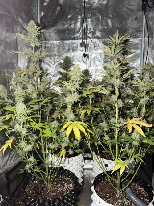 Mephisto : Bear Knuckles. Week 8