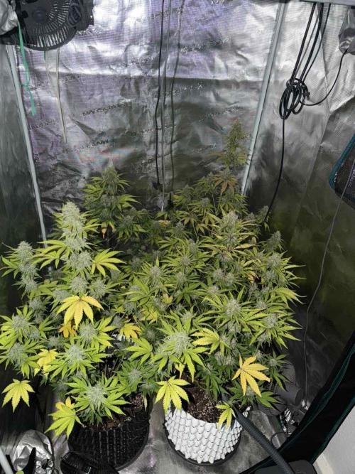 Mephisto : Bear Knuckles. Week 8