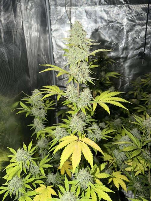 Mephisto : Bear Knuckles. Week 8