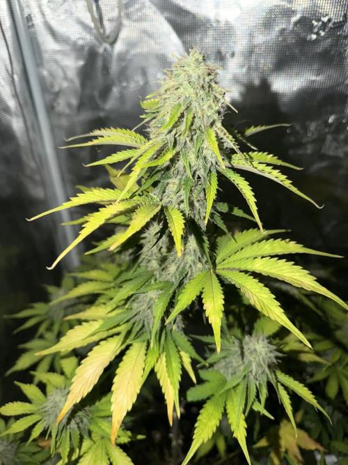 Mephisto : Bear Knuckles. Week 8