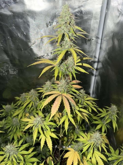 Mephisto : Bear Knuckles. Week 8