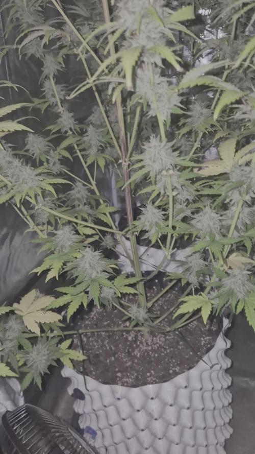 Mephisto : Bear Knuckles