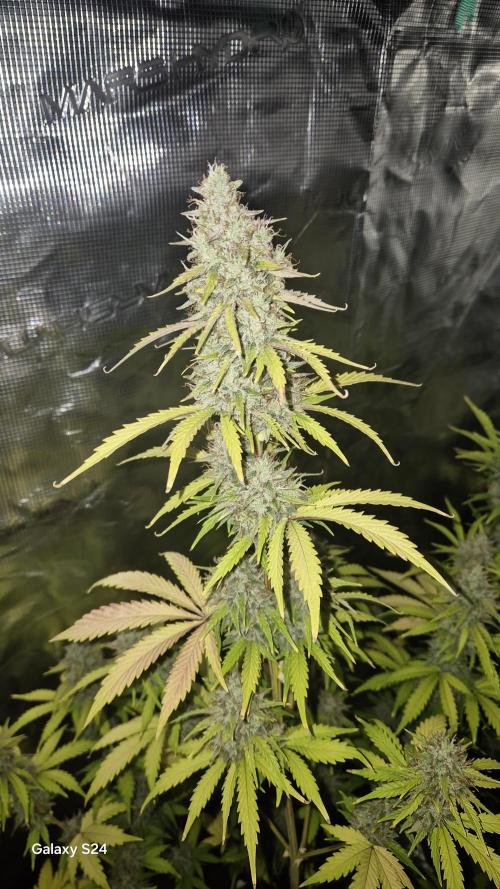 Mephisto : Bear Knuckles. Week 9