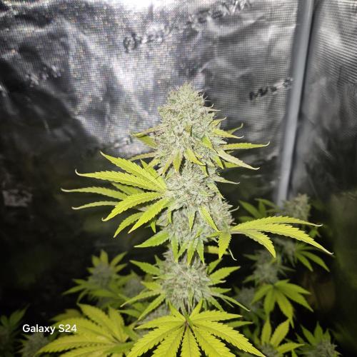 Mephisto : Bear Knuckles. Week 9