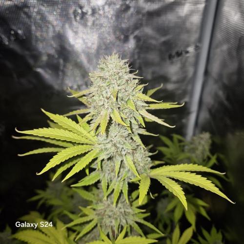 Mephisto : Bear Knuckles. Week 9