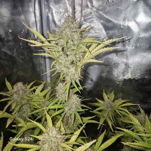 Mephisto : Bear Knuckles. Week 9