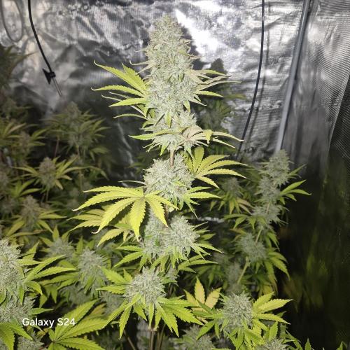 Mephisto : Bear Knuckles. Week 9