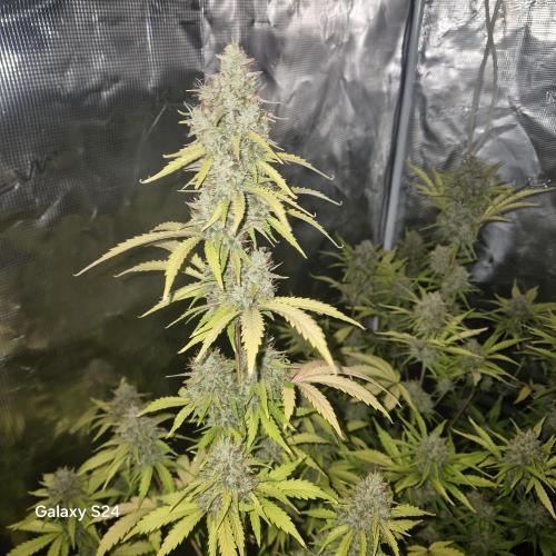 Mephisto : Bear Knuckles. Week 9