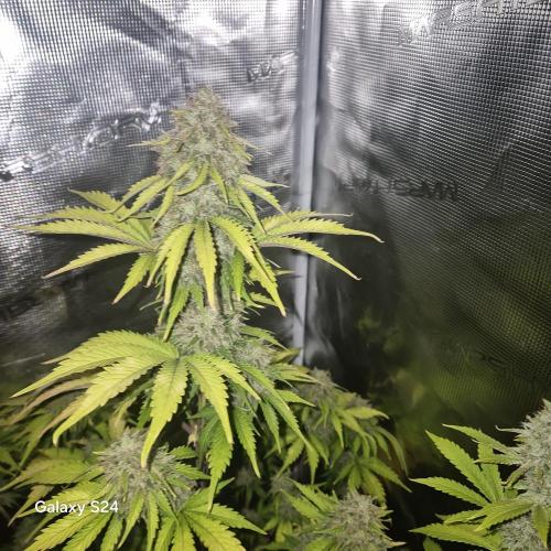 Mephisto : Bear Knuckles. Week 9