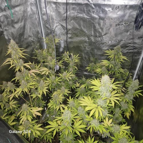 Mephisto : Bear Knuckles. Week 9