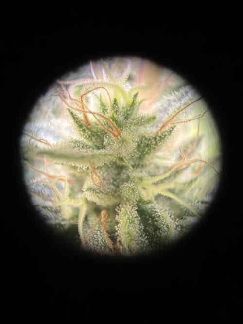 Mephisto : Bear Knuckles. Week 9