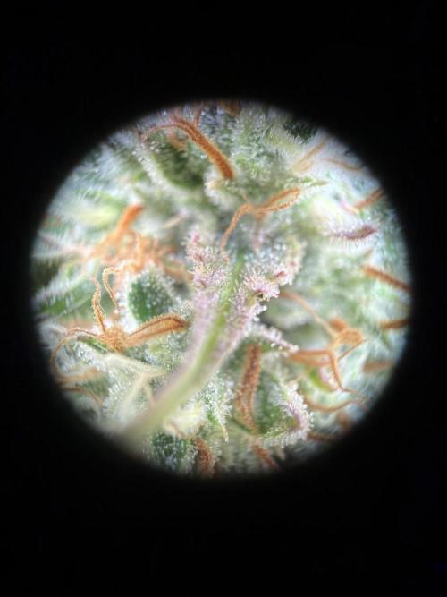 Mephisto : Bear Knuckles. Week 9