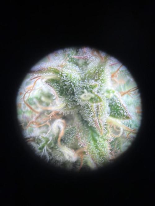 Mephisto : Bear Knuckles. Week 9