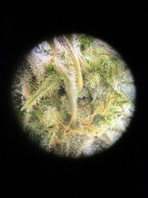 Mephisto : Bear Knuckles. Week 9