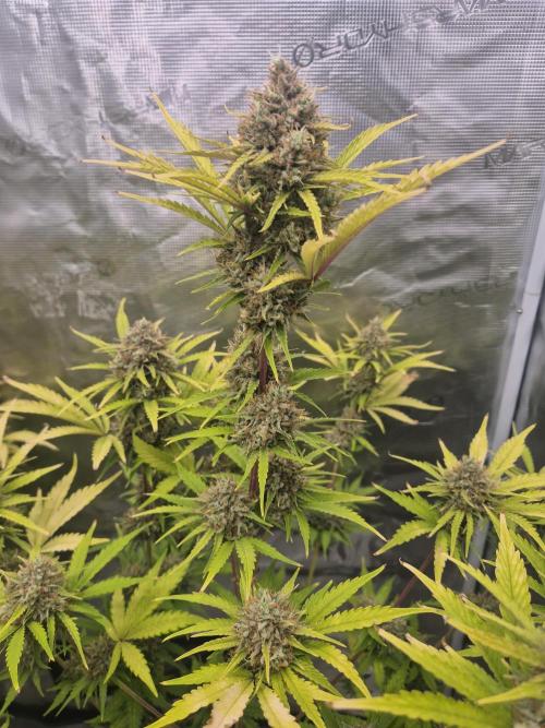 Mephisto : Bear Knuckles. Week 10