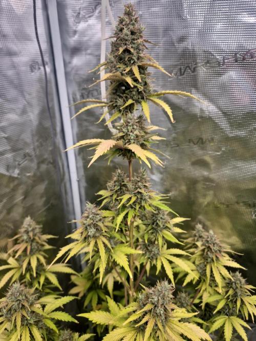 Mephisto : Bear Knuckles. Week 10