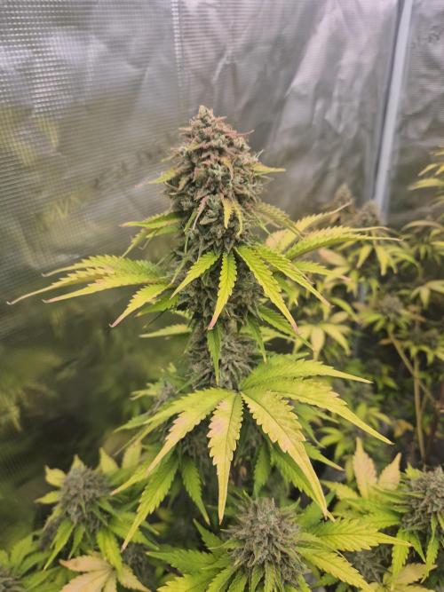 Mephisto : Bear Knuckles. Week 10