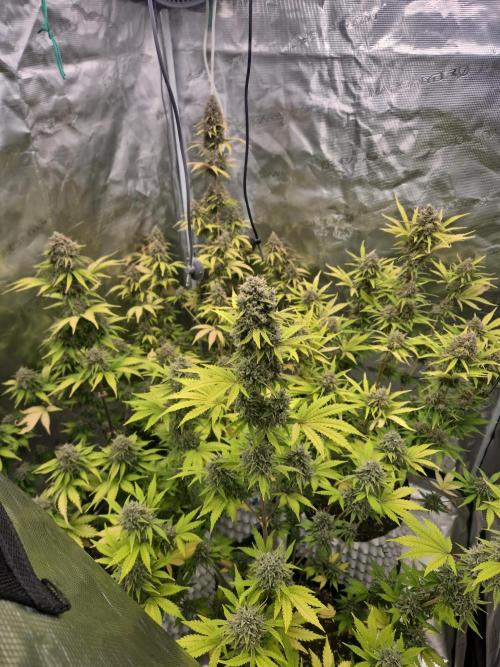 Mephisto : Bear Knuckles. Week 10
