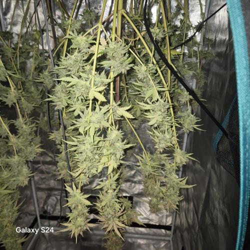 Mephisto : Bear Knuckles. Week 11