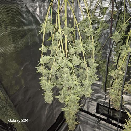 Mephisto : Bear Knuckles. Week 11